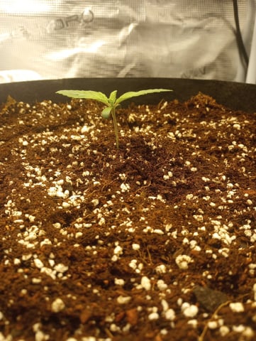 Pineapple Trainwreck  — vegetative, day 11