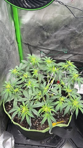 Midsummer Outdoor — flower, day 52