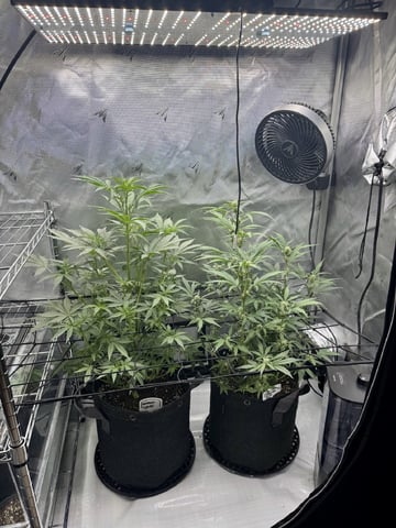 Gas Man #1 — vegetative, day 69