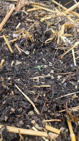 First Feminized Grow  — seedling_rooting, day 7