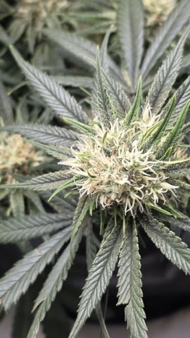 lilac diesel Rbx2 — flower, day 101