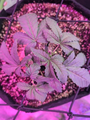 2025-26 — vegetative, day 16