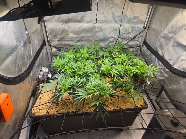 White rhino — flower, day 55