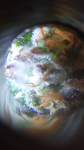 1st grow indoors(cardboard box to 2x2x4 to 5x5x6) — flower, day 138