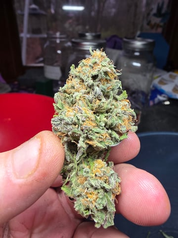 outdoor start/indoor 2025