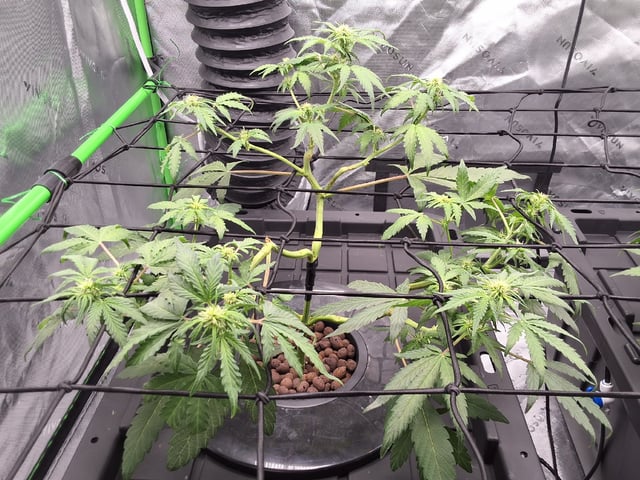 STELLA — flower, day 66