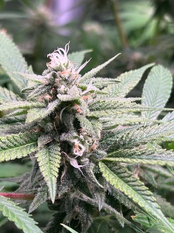 Blue Dream Feminized  — flower, day 133