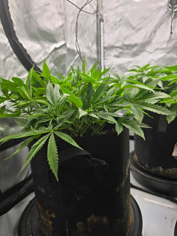 Purple Haze  — vegetative, day 32
