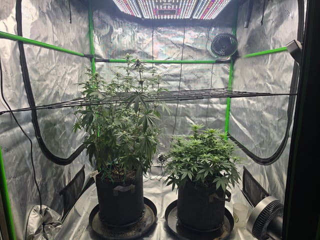 2nd grow round 2 — flower, day 64