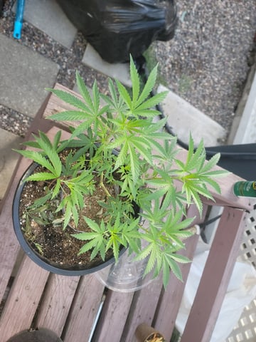 Ghetto Growing — germination, day 16