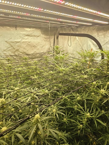 Dwc & Soil Run.  — flower, day 69