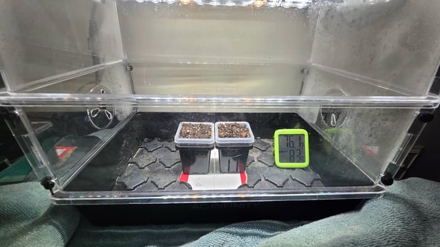 Strawberry Sugar  — germination, day 2