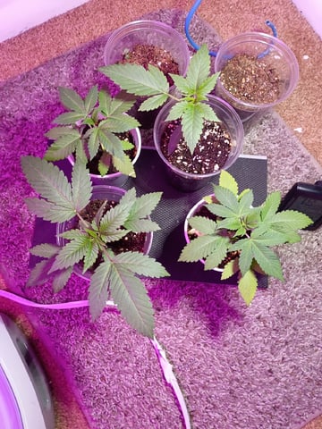 Round Deuce  — vegetative, day 19
