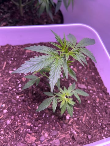 Gigawatt  — vegetative, day 58