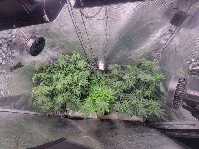 Grow — flower, day 51