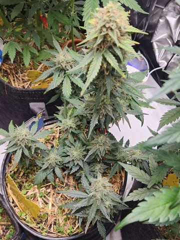 Mephisto Apple Crush in Nature's Living Soil  — flower, day 63