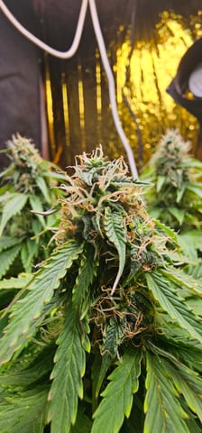 skywalker haze — grow_setup, day 72