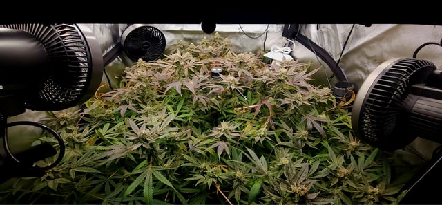Found my Females... Game On! — harvest, day 185