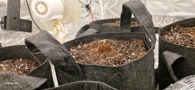 ROUND 1 — seedling_rooting, day 1