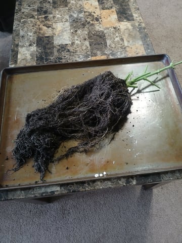 Cornucopia of Cannabis — harvest, day 12