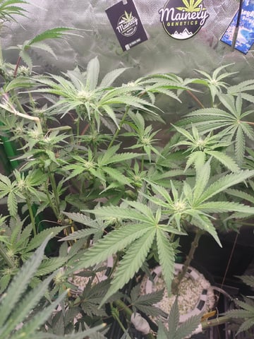 Mainely Genetics Micro Pheno Hunt — flower, day 58