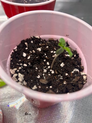 First Ever Grow GT — seedling_rooting, day 4