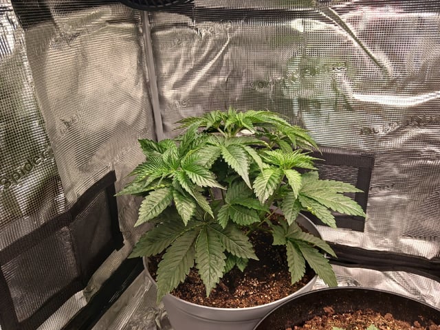 Gorilla Sherbert Feminized From Blimburn Seeds  — vegetative, day 25