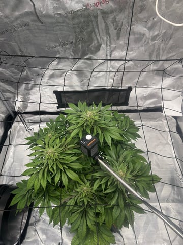 2025-26 harvest INDOOR — flower, day 127