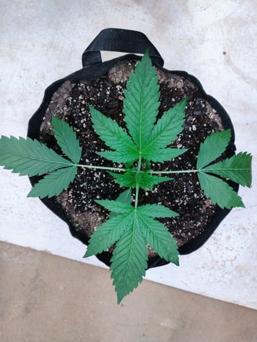 Ten G's — vegetative, day 11