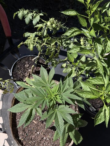 Sour Glue