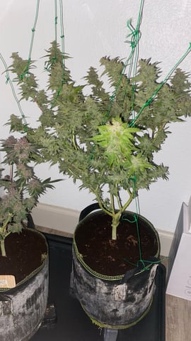 pineapple Express  — none, day 43