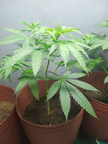 Indoor 🇲🇽 — vegetative, day 38