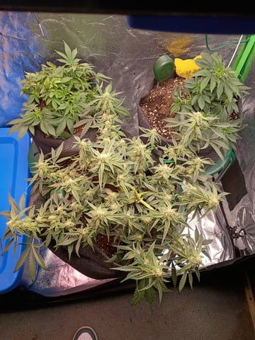 1st Grow Eva — flower, day 42