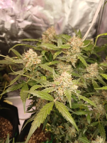 5 — harvest, day 43