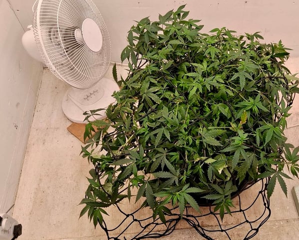 Here We Go Again 😎, This Should Be Good. 🤞👁️👁🤞 — grow_setup, day 1