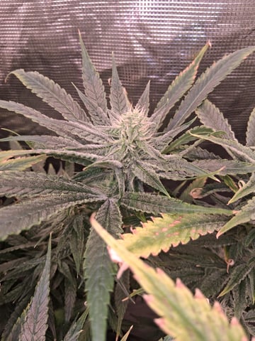 Blueberry OG Kush — flower, day 19