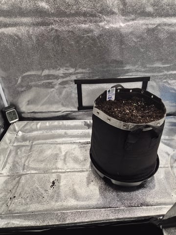 I'll get it right — seedling_rooting, day 9
