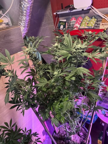 white 🕷️  — flower, day 121