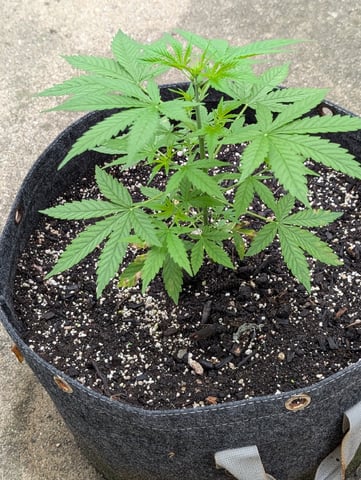 Gorilla Cookies Auto