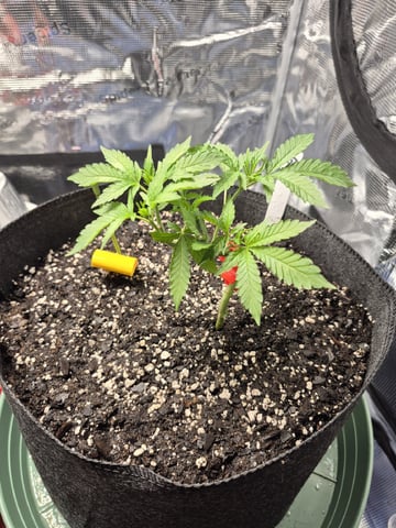 Grow 1 2026 Gelato Rainbow Sherbert  — vegetative, day 25