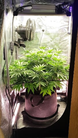 winter grow — flower, day 89