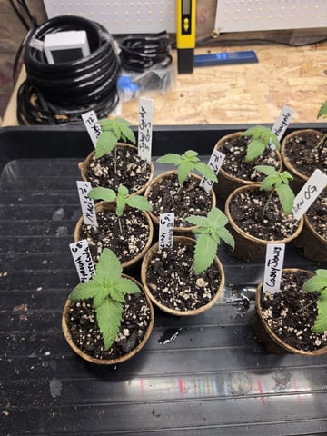 2nd Grow Sesh — vegetative, day 13