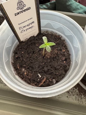 Pineapple Express F1 — seedling_rooting, day 1