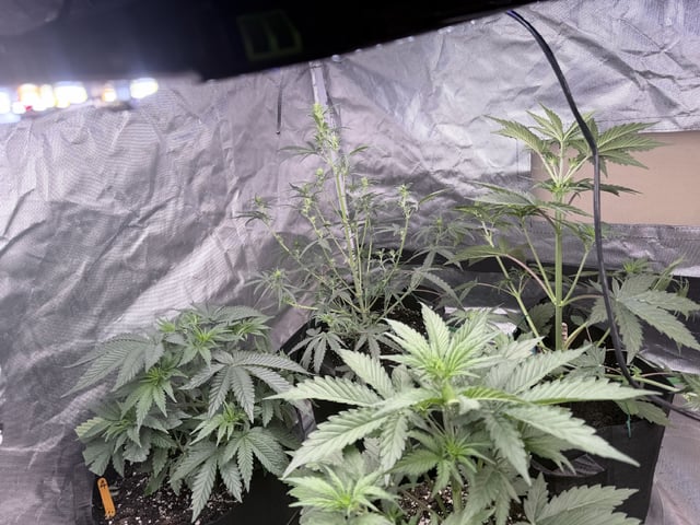 4’x8’ Grow1 — vegetative, day 38