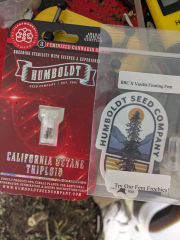 1st grow continued  — flower, day 65