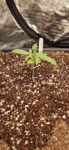 New Strains — vegetative, day 23