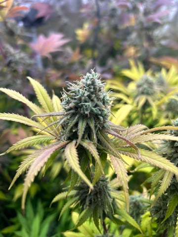 grow 3 — flower, day 53