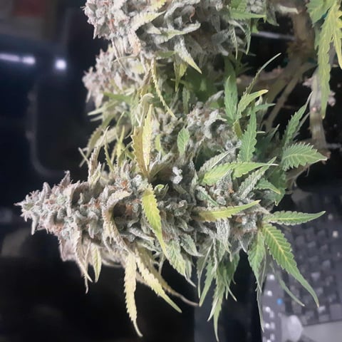 Next Attempt  — harvest, day 85