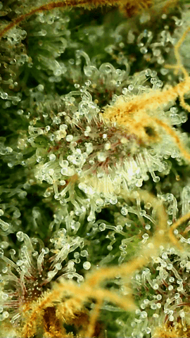 Blackberry Kush — flower, day 119