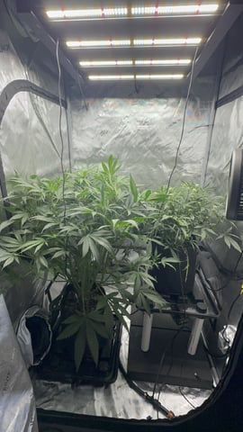 Autos: Banana Purple Punch (1)  & Guava Fig (2) — flower, day 54